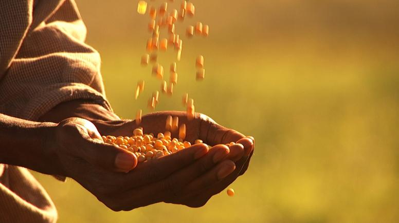 WHEN COTTON BLOSSOMS - Planting seeds of Hope Image from the film When Cotton Blossoms